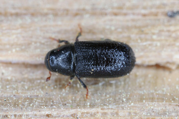 Lesser pine shoot beetle,
Tomicus minor. The bark beetle, Scolytinae, Scolytidae a pest in coniferous forests.