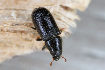 Lesser pine shoot beetle,
Tomicus minor. The bark beetle, Scolytinae, Scolytidae a pest in coniferous forests.