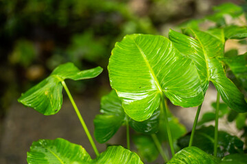 Foliage of root vegetable Colocasia