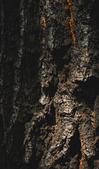bark of a tree