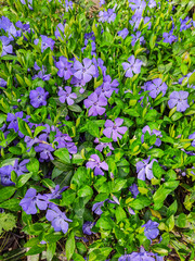violet flowers background