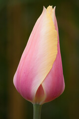 pink tulip flower