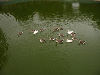Ducks in a pond