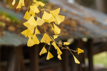 イチョウの黄葉（紅葉）