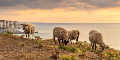 Troupeau de moutons en haut des faises au crépuscule