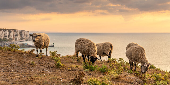 Troupeau de moutons en haut des faises au cr&eacute;puscule