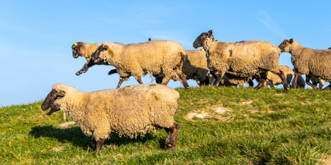 Moutons de prés salés en baie de Somme