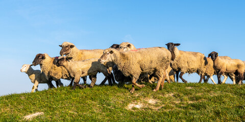 Obraz premium Moutons de prés salés en baie de Somme