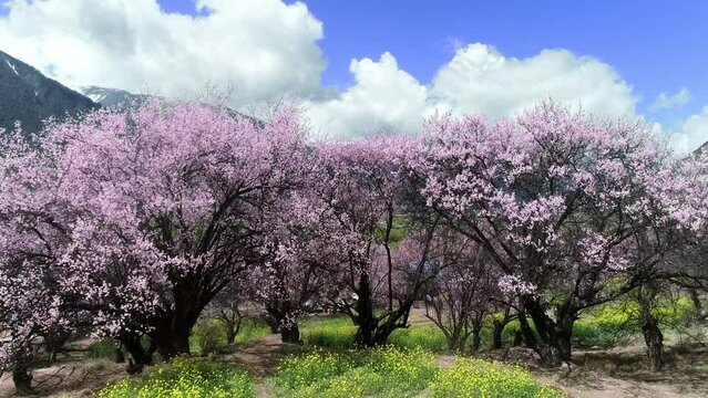 Spring in Nyingchi, Tibet, China. Peach blossom season. The tourist destination is Tibet.