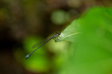 Blue damselflies perching on a leaf