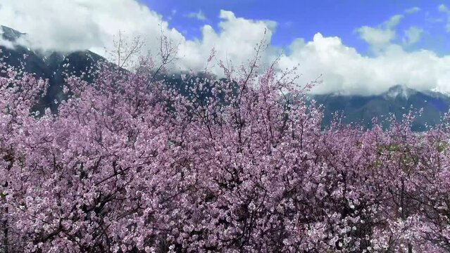Spring in Nyingchi, Tibet, China. Peach blossom season. The tourist destination is Tibet.