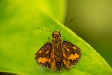 A lesser dart of skipper butterflies