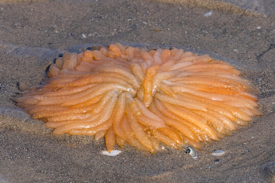 ponte de calamars