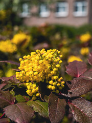 yellow autumn leaves