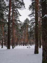 snow covered trees