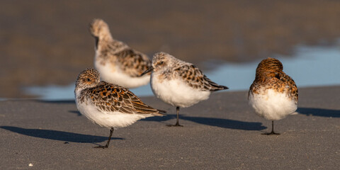 Bécasseaux sanderling (Calidris alba, Sanderling) sur la plage du Hourdel