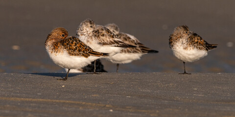 Bécasseaux sanderling (Calidris alba, Sanderling) sur la plage du Hourdel