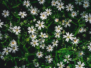 white daisies