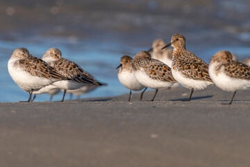 Bécasseaux sanderling (Calidris alba, Sanderling) sur la plage du Hourdel