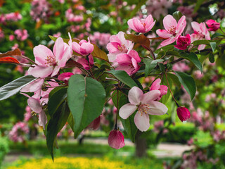 pink and white blossom