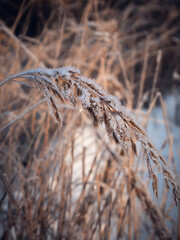 grass in the snow