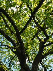 tree in autumn