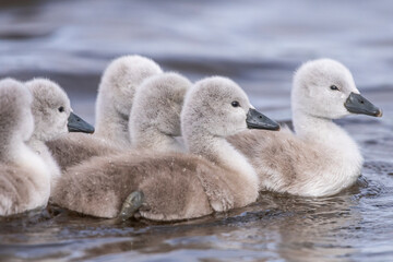 Cygne tuberculé (Cygnus olor - Mute Swan) et ses cygnons (cigneaux)
