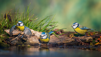Eurasian blue tit 