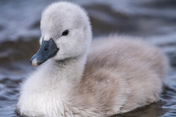 Cygne tuberculé (Cygnus olor - Mute Swan) et ses cygnons (cigneaux)