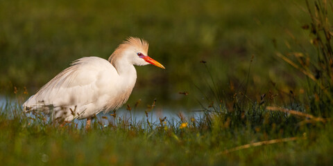 Héron garde-boeufs (Bubulcus ibis - Western Cattle Egret)