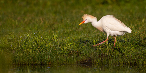 Héron garde-boeufs (Bubulcus ibis - Western Cattle Egret)