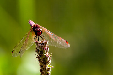 dragonfly on a branch