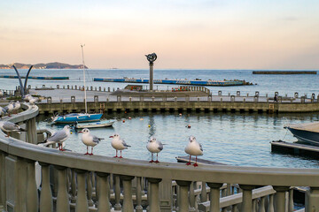 熱海の親水公園の海と鳥