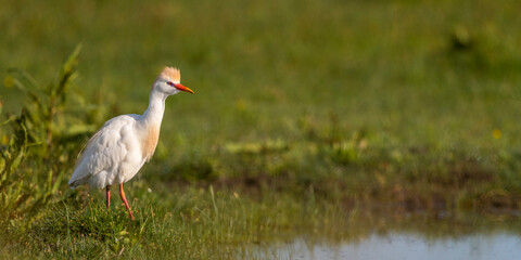 Héron garde-boeufs (Bubulcus ibis - Western Cattle Egret)