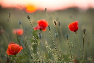 Obraz premium red poppies in the rays of the setting sun