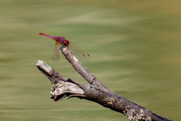 dragonfly on a branch