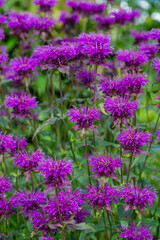 Monarda didyma Balmy Purple flowers gathered