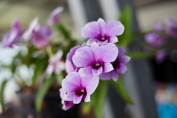 Fototapeta na wymiar Purple orchid in the garden