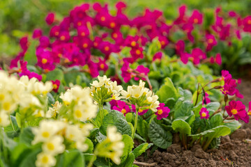Easter concept. Primrose Primula with yellow and pink flowers in flowerbed in spring time. Inspirational natural floral spring or summer blooming garden or park. Hello spring