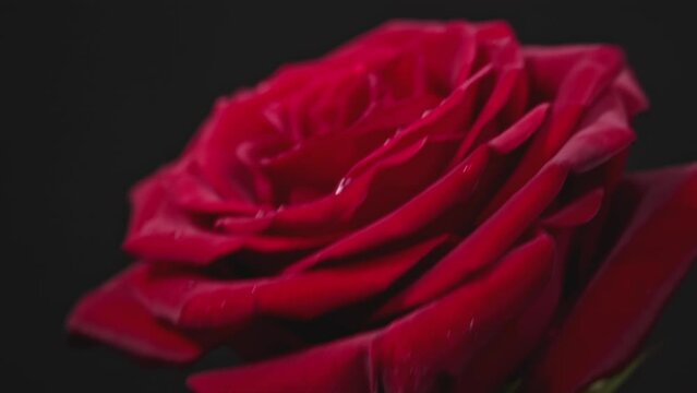 Red rose with drops on the petals stirs on a black background. A graceful scarlet rose with dewy cards on the petals.