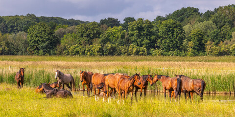 Troupeau de chevaux en pâture entre Noyelles et Saint-Valery