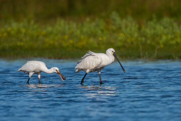 Spatule blanche.Platalea leucorodia - Eurasian Spoonbill