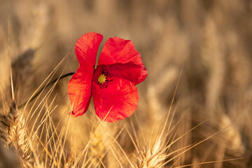 Poppy field in Czech Republic