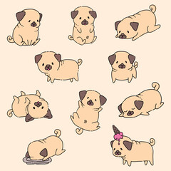 Doodle Pug puppies