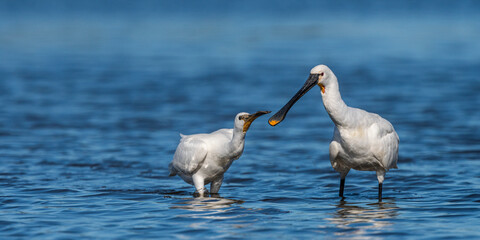 Spatule blanche.Platalea leucorodia - Eurasian Spoonbill