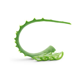 Curved juicy aloe leaf with juicy slices isolated on white background. Medicinal plant, cosmetic...
