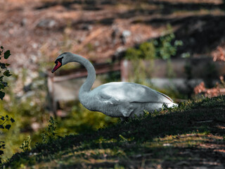 swan on the lake