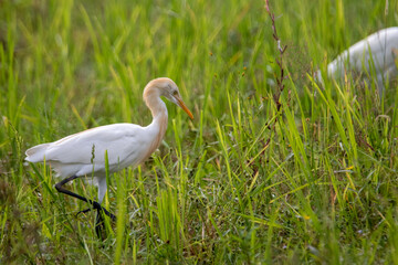 An egret walking on the ground