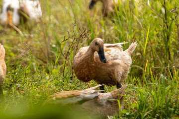A domestic duck in the rice field