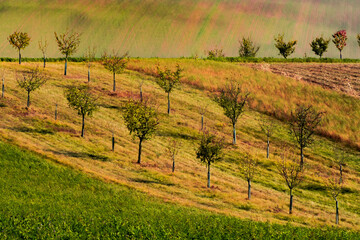 Nature on south Moravia, Czech Republic